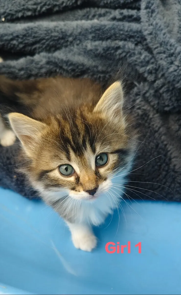 Beautiful  Kittens - Image 2