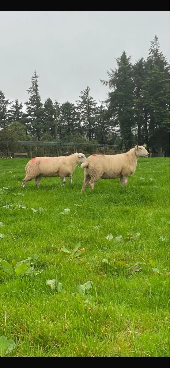 Ewe lambs “replacements” - Image 1