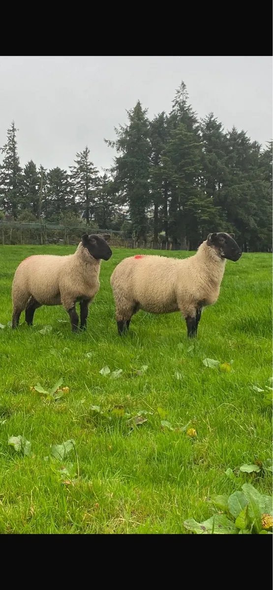 Ewe lambs “replacements” - Image 2