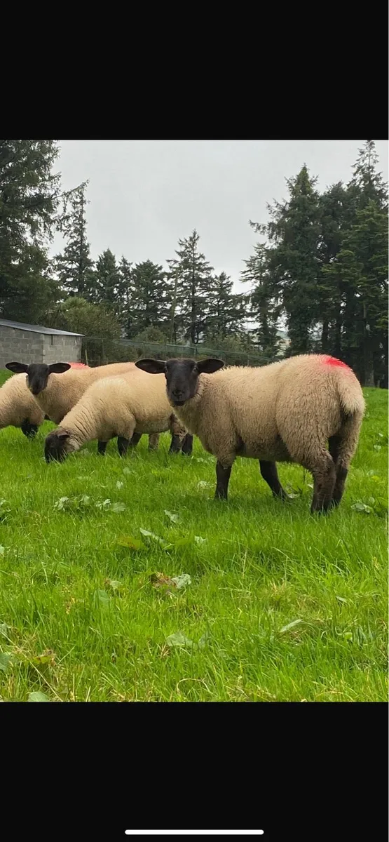 Ewe lambs “replacements” - Image 3