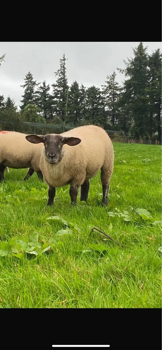 Ewe lambs “replacements” - Image 4