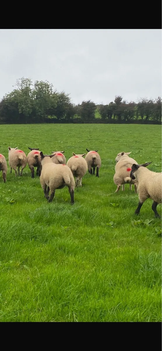 New Ross Mart Today LOT 531 Replacements - Image 4