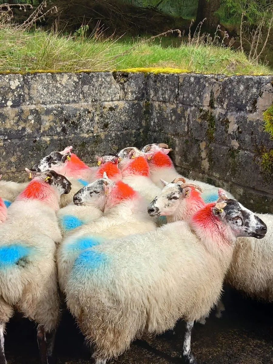 Coolaney sheep sale tomorrow 20/9/25 - Image 1