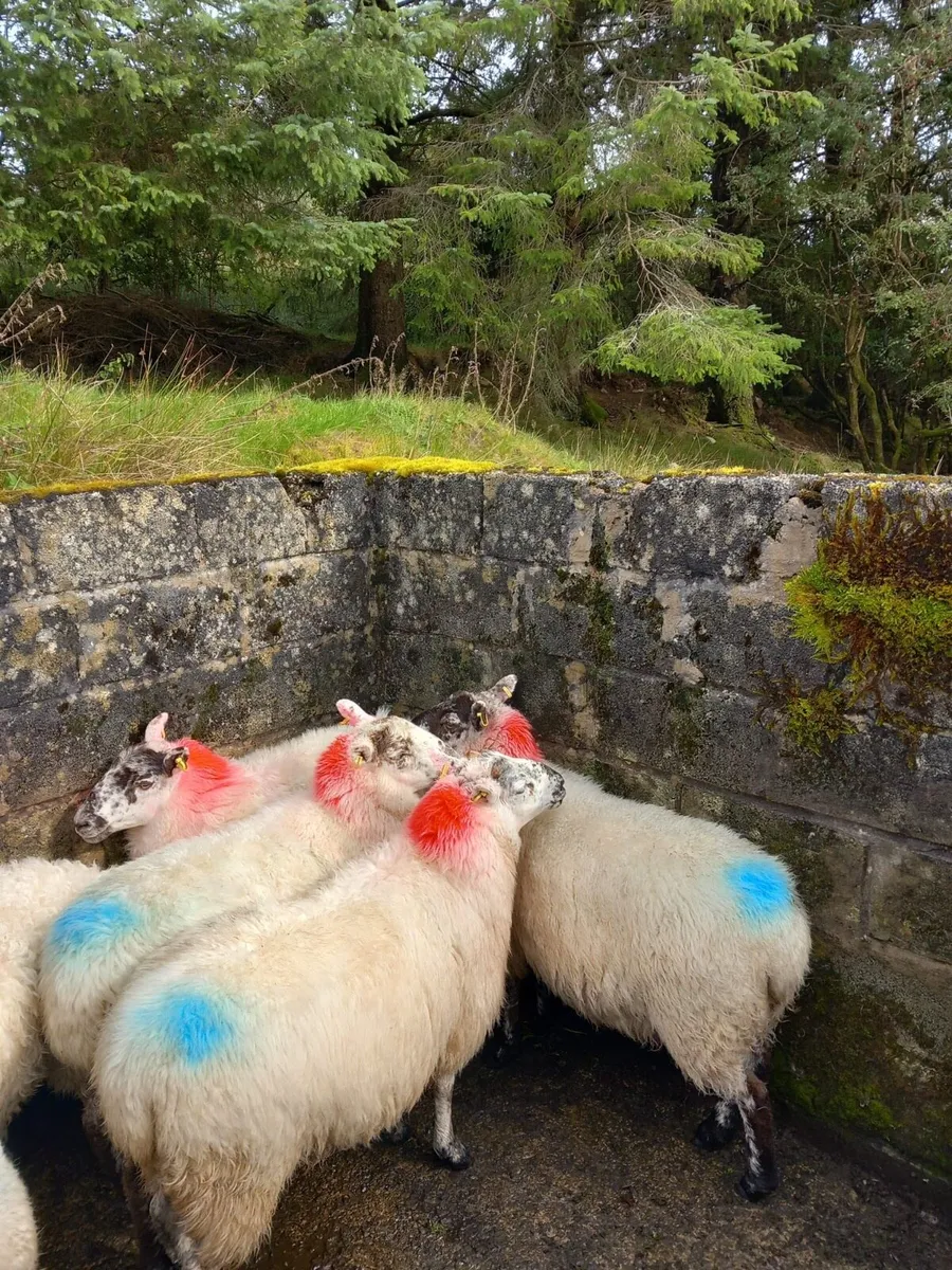 Coolaney sheep sale tomorrow 20/9/25 - Image 2