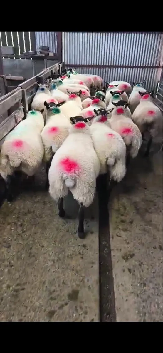 Coolaney sheep sale tomorrow 20/9/25 - Image 4