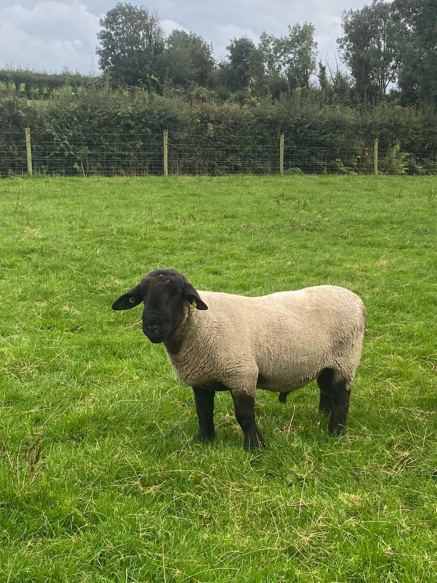 Teaser rams x2 for sale - Image 1