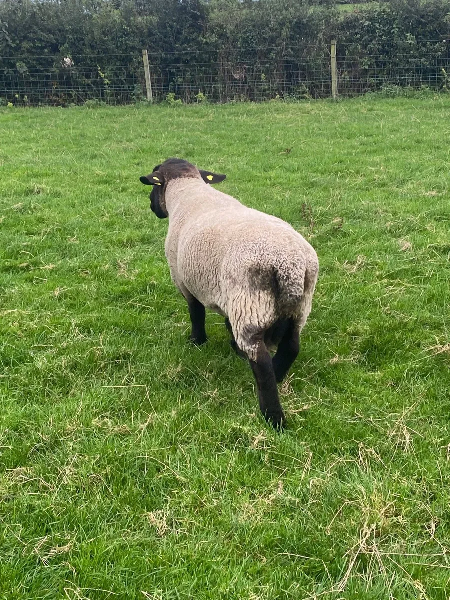 Teaser rams x2 for sale - Image 2