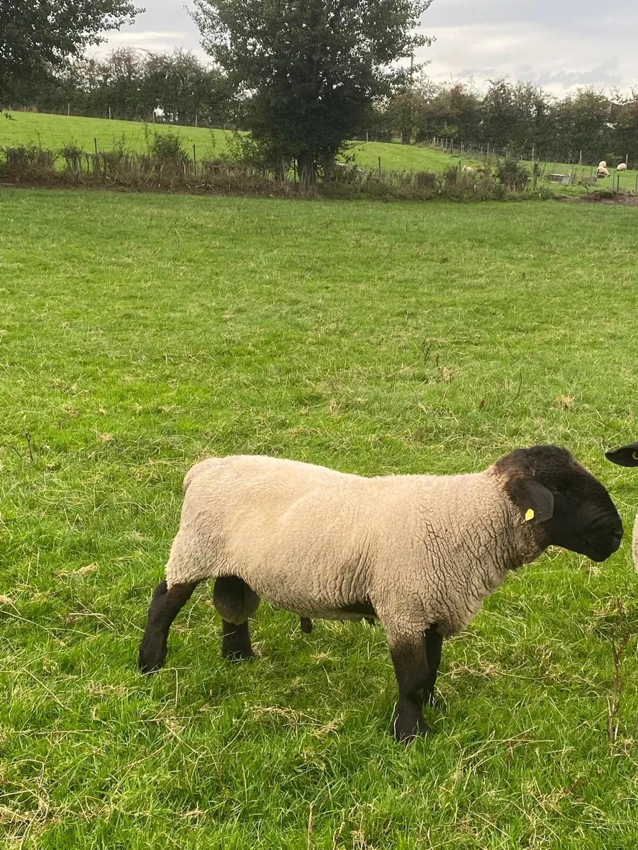 Teaser rams x2 for sale - Image 4