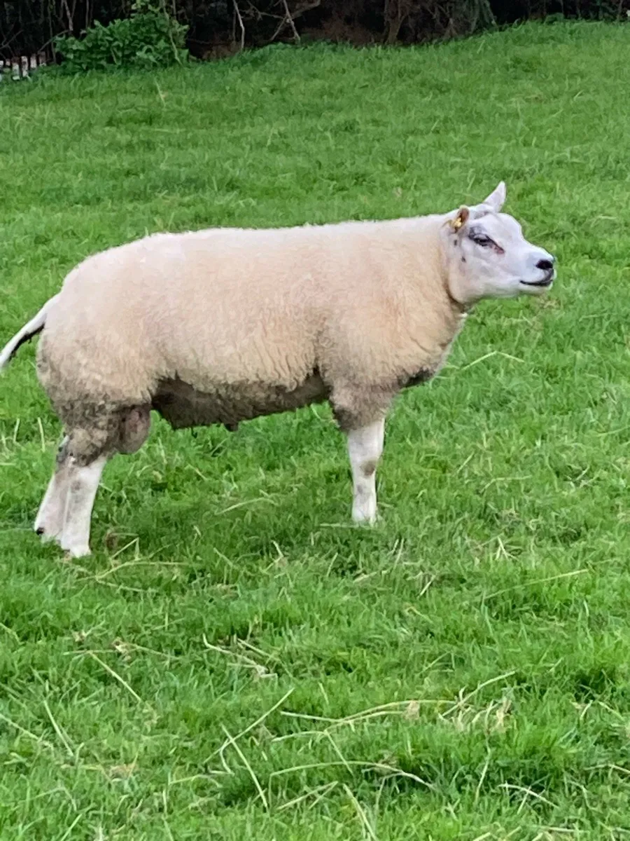 2 pedigree Beltex hogget rams - Image 1