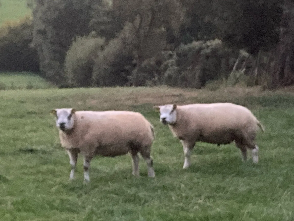 2 pedigree Beltex hogget rams - Image 3