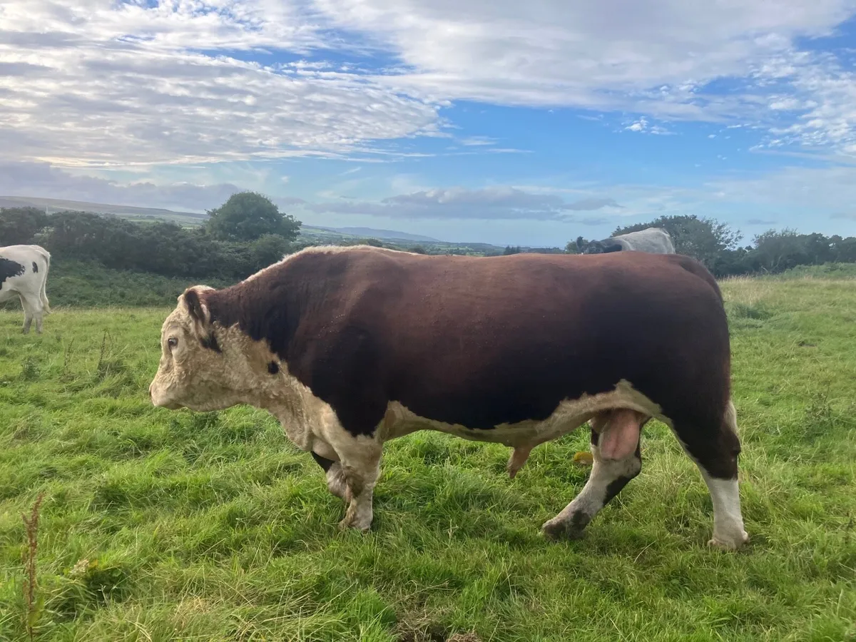Bull - Image 1
