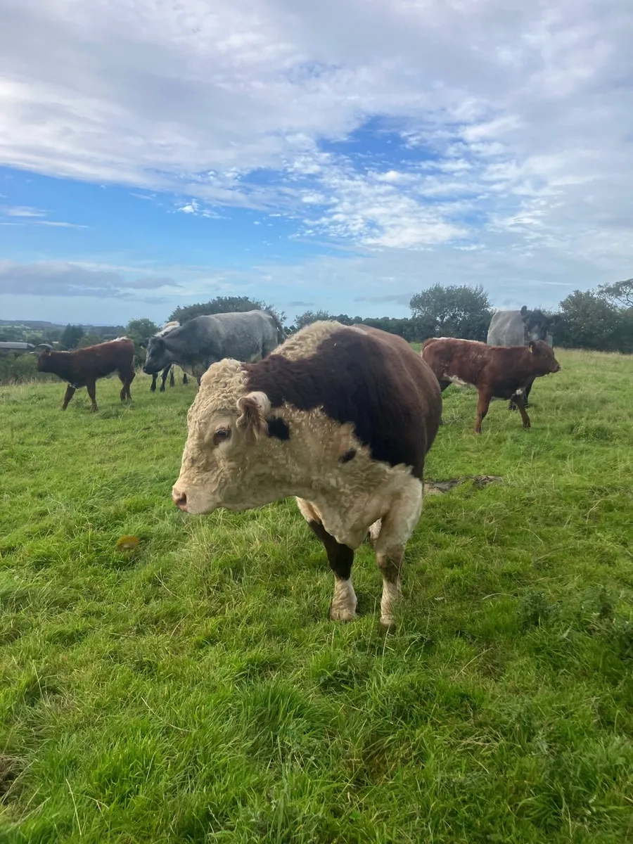 Bull - Image 2