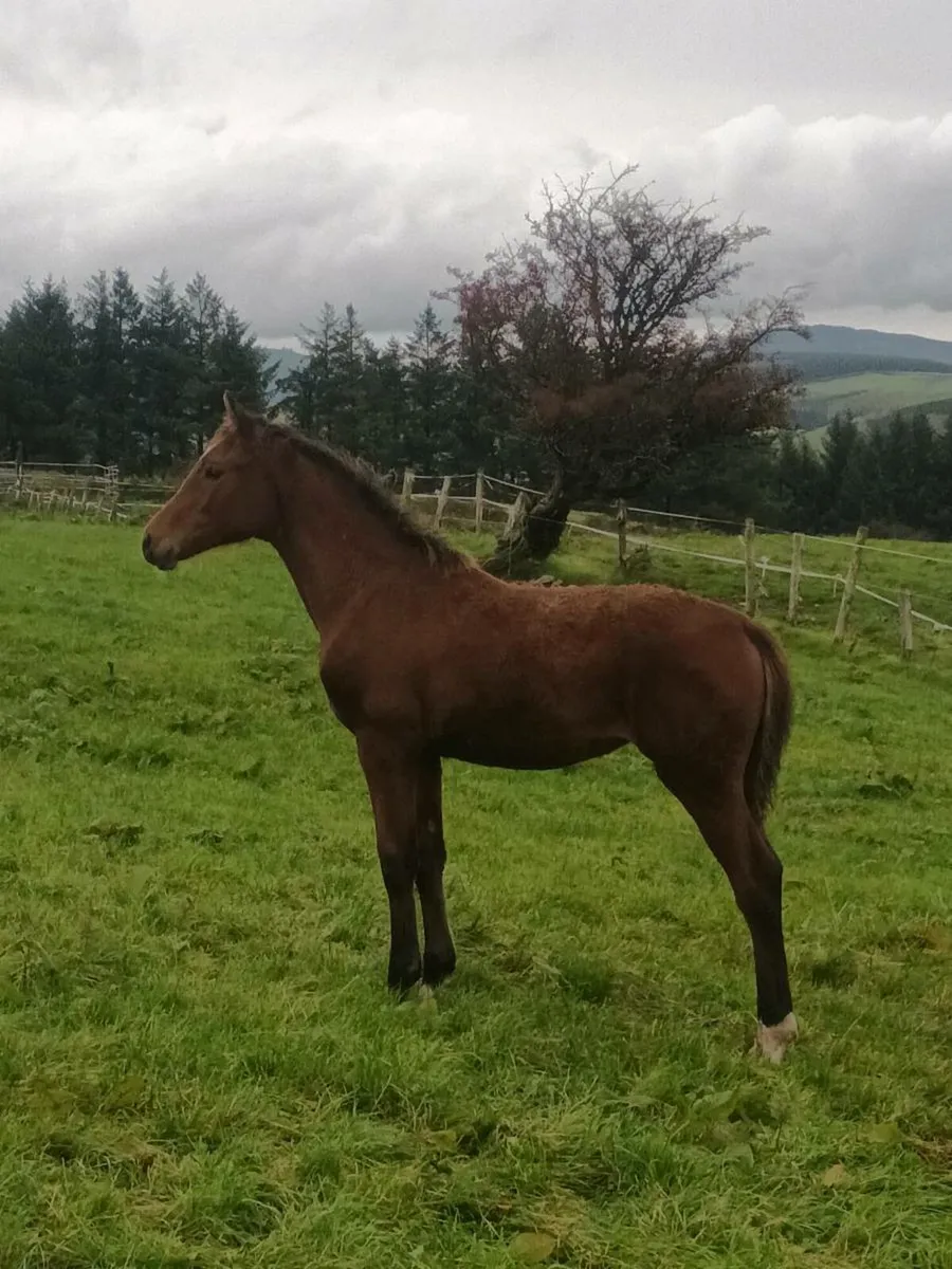 Foals for sale - Image 1