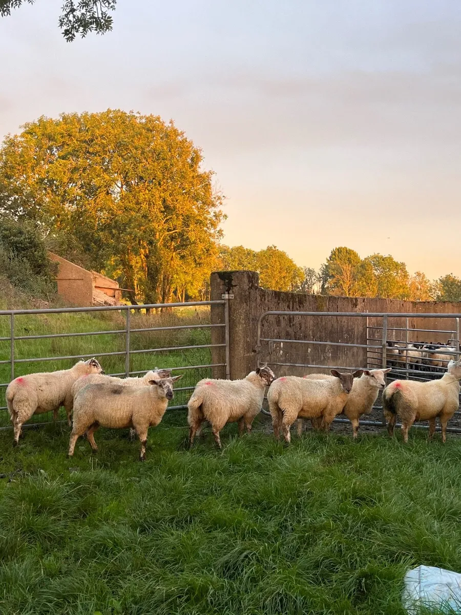 Sheep - Image 1