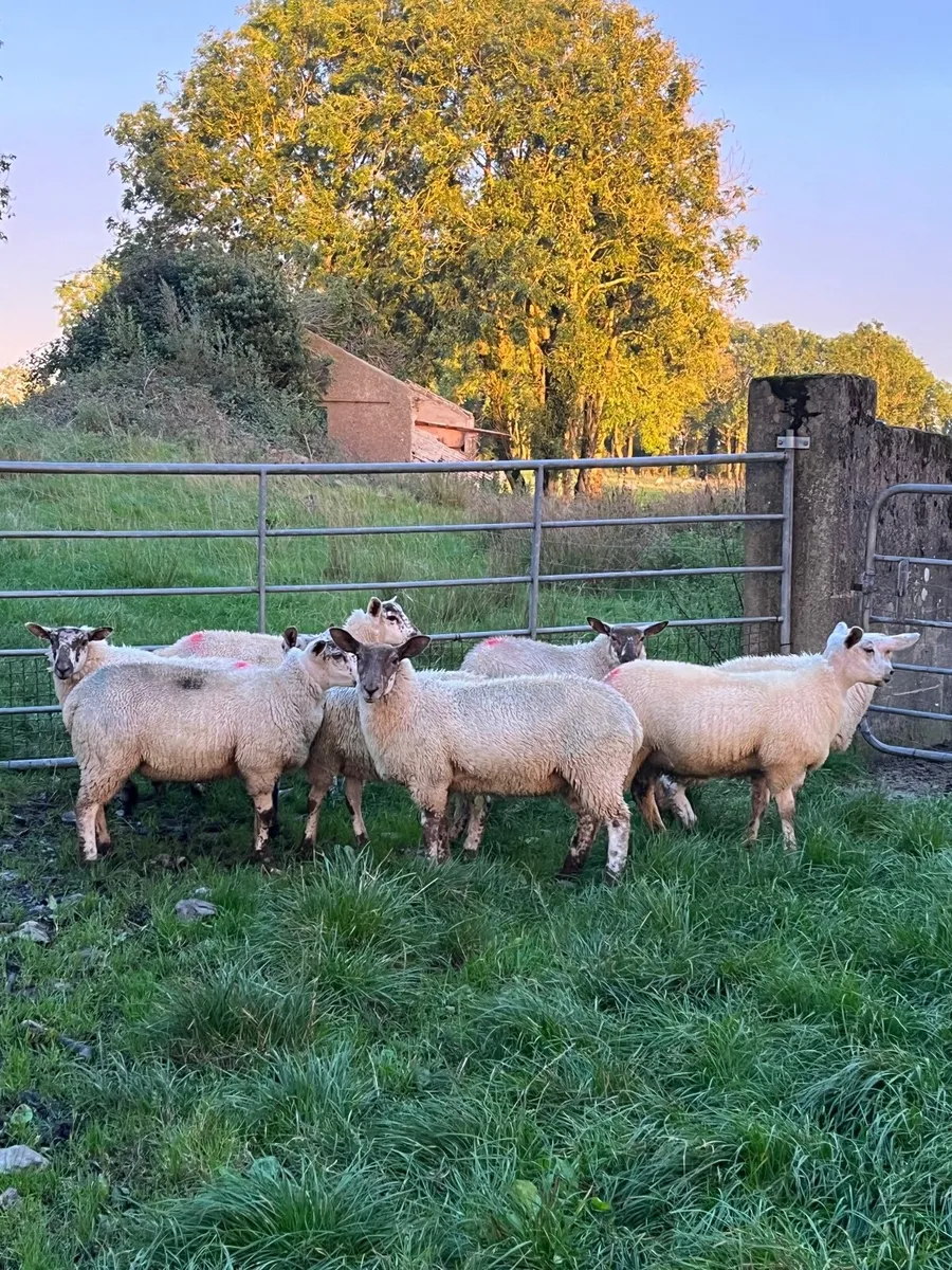 Sheep - Image 2