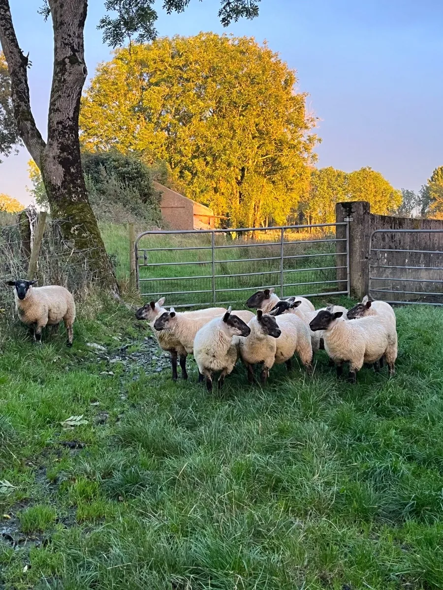 Sheep - Image 4
