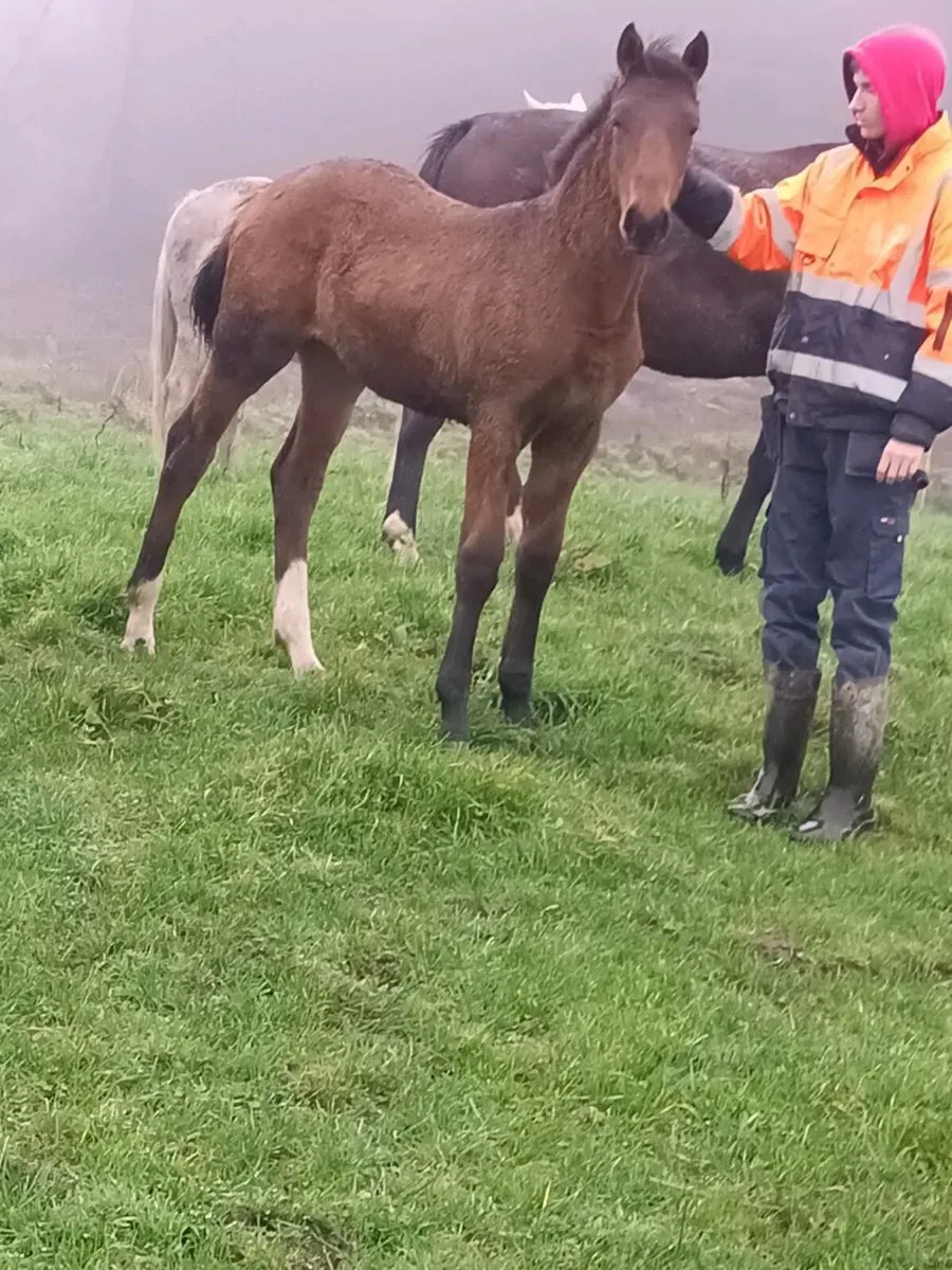 Black type jumping filly - Image 1