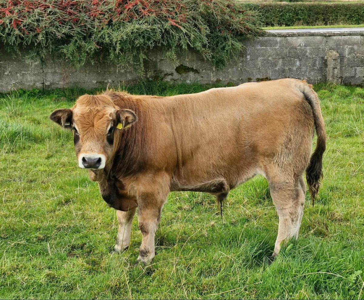 Pedigree bull weanling - Image 1