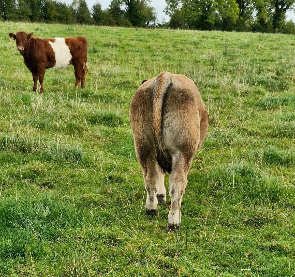 Pedigree bull weanling - Image 2
