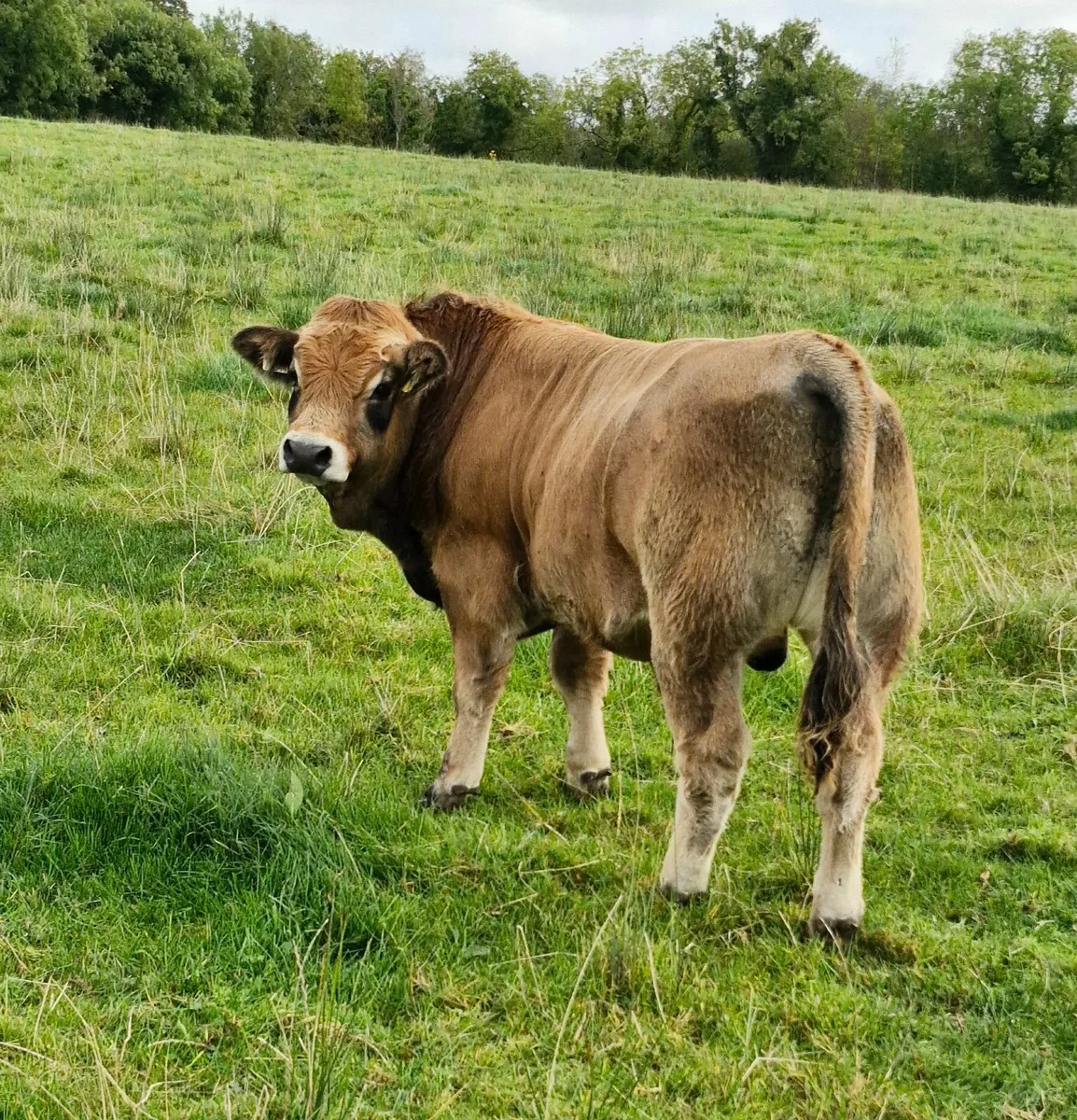 Organic Heifers and Bull Weanlings - Image 3