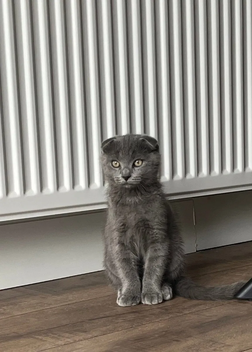 Kitties for Sale - Image 2