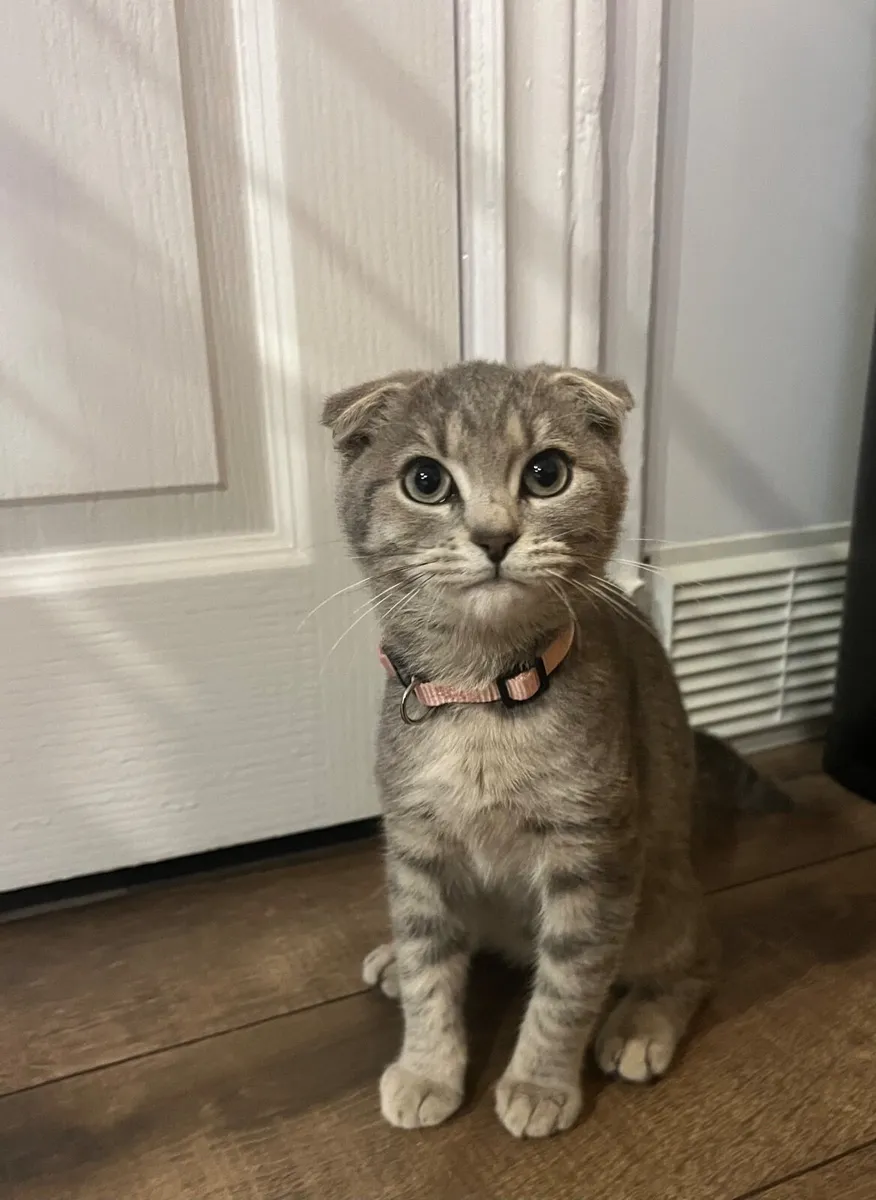 Kitties for Sale - Image 1