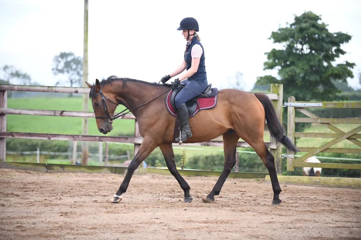 11yo Gelding - Image 1