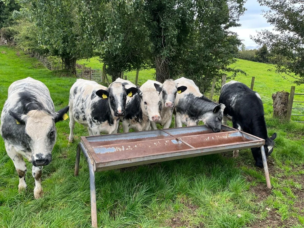 6 x BB Heifer Weanlings - Image 1