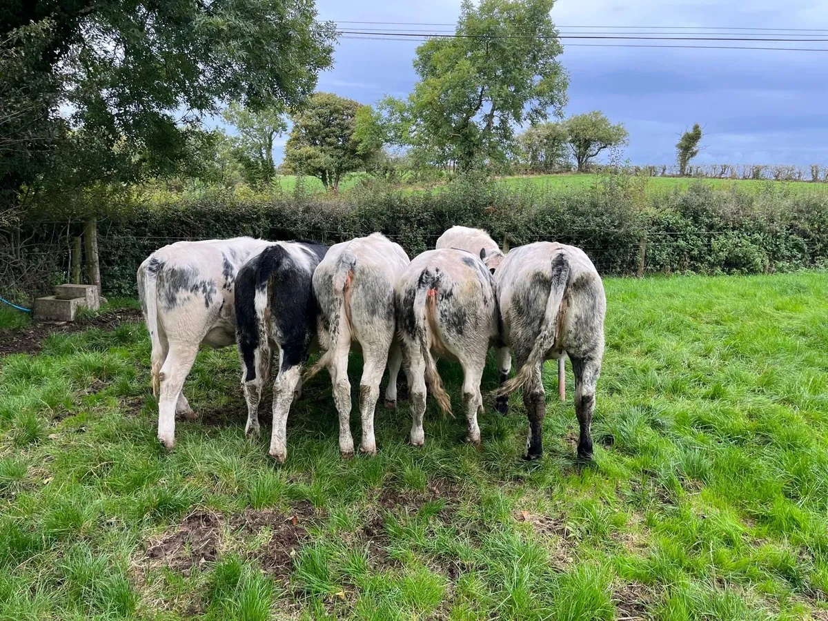 6 x BB Heifer Weanlings - Image 2