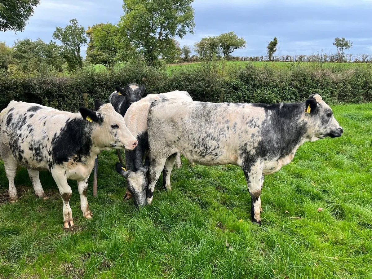 6 x BB Heifer Weanlings - Image 3