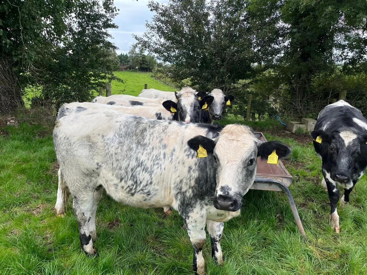 6 x BB Heifer Weanlings - Image 4