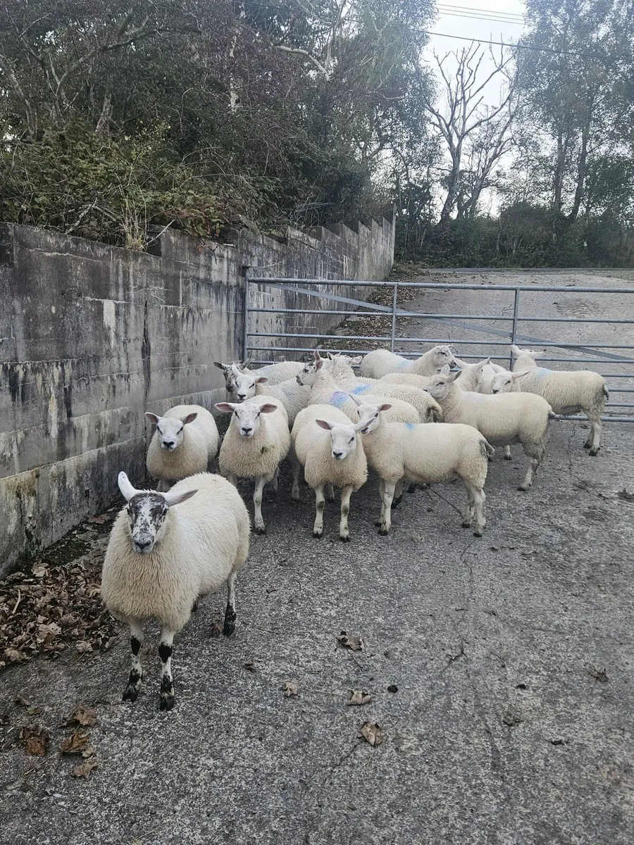 Ewe lambs - Image 1