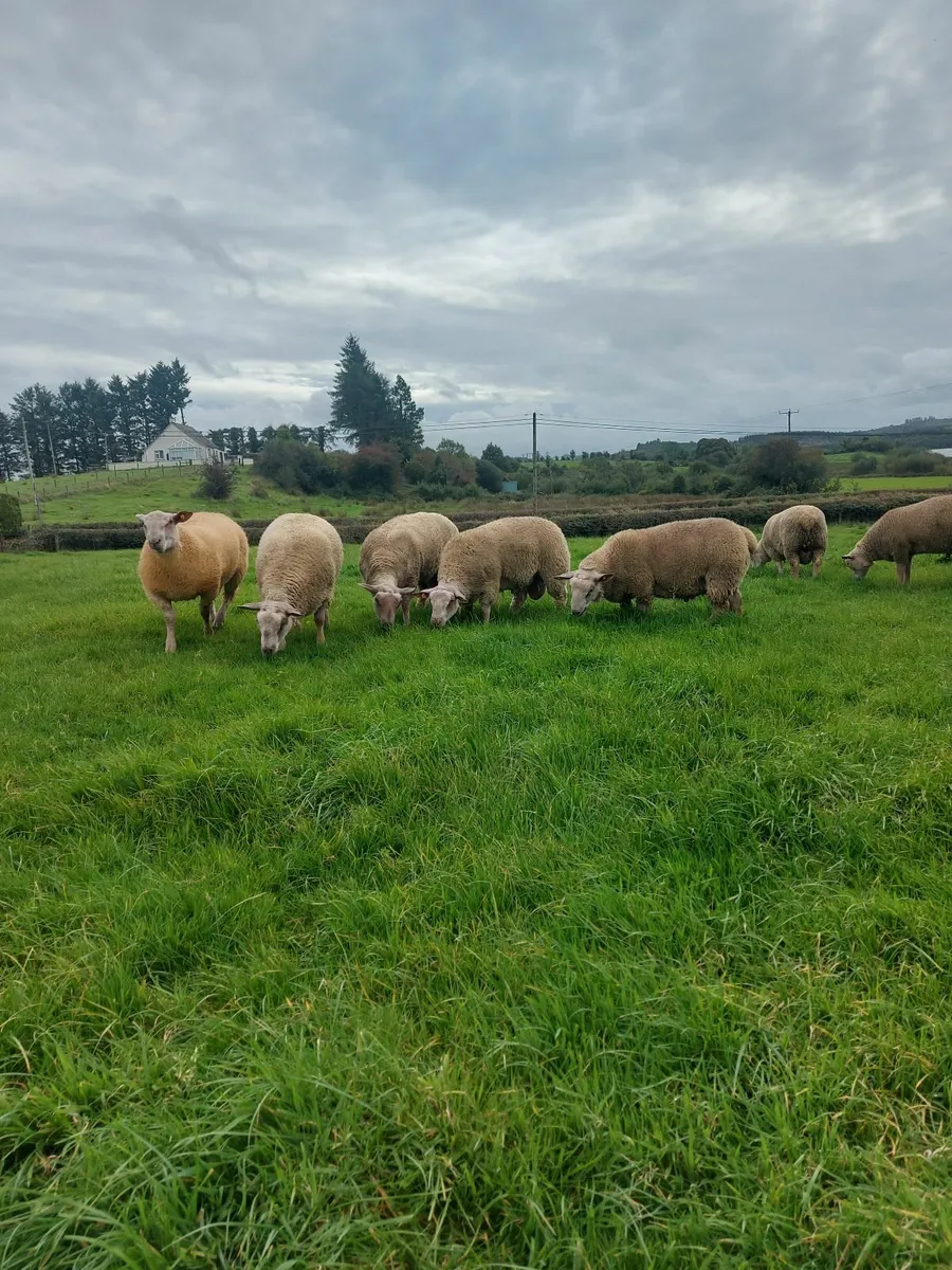 Sheep - Image 1