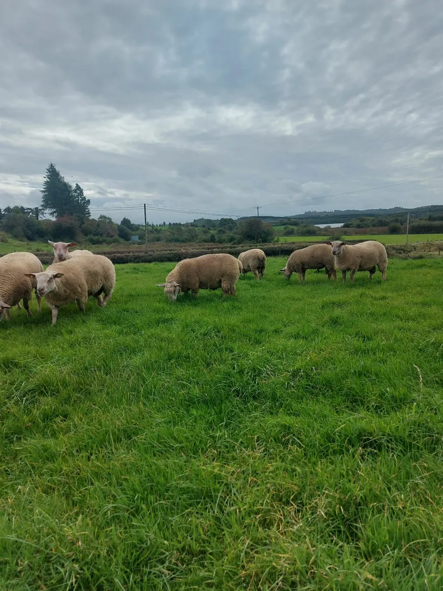 Sheep - Image 2