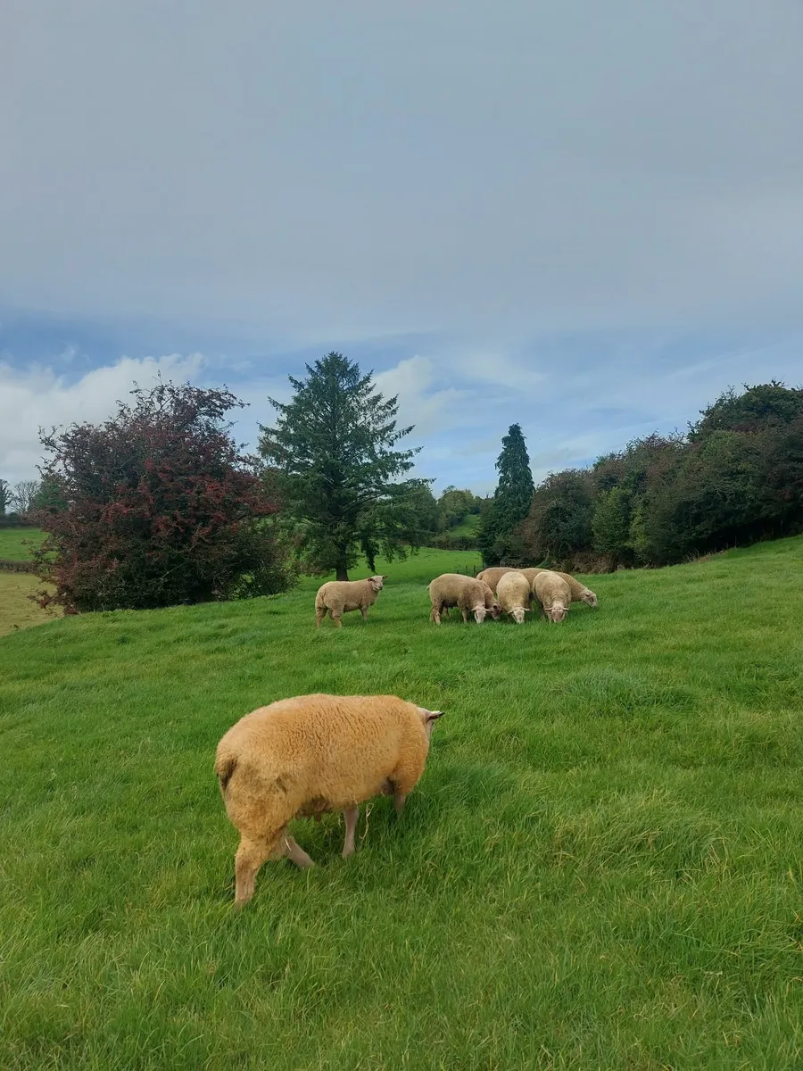 Sheep - Image 3