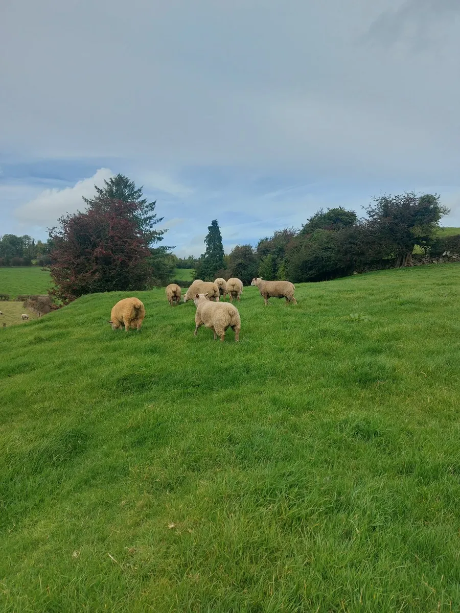 Sheep - Image 4