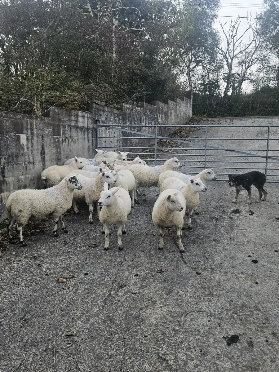 Ewe lambs - Image 2