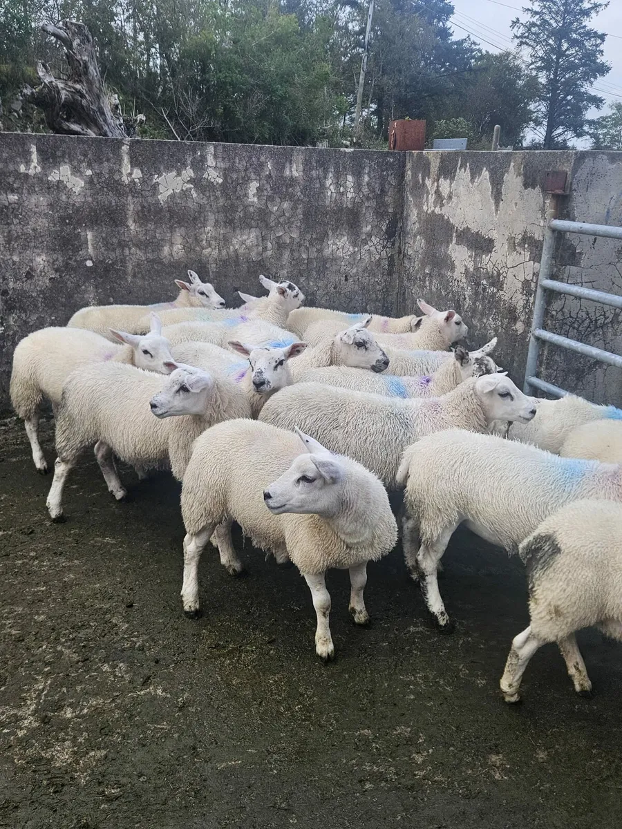 Ewe lambs - Image 3