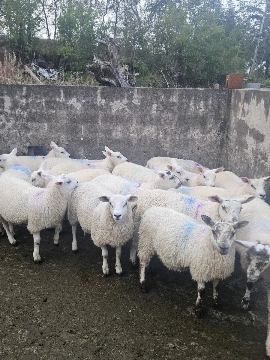 Ewe lambs - Image 4
