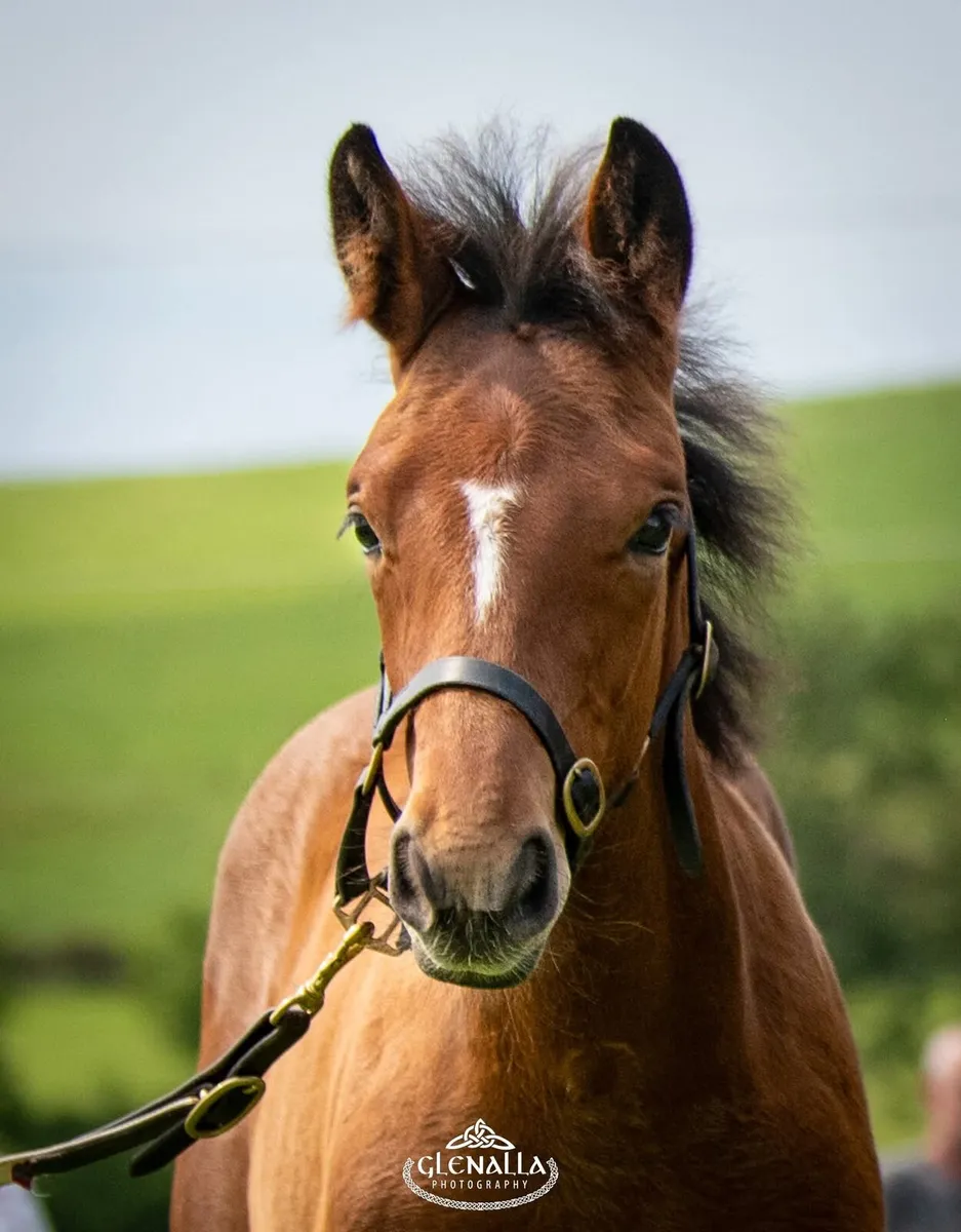 Gortfree Lakeside Lad Filly Foal - Image 1