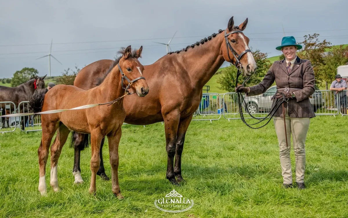 Gortfree Lakeside Lad Filly Foal - Image 2