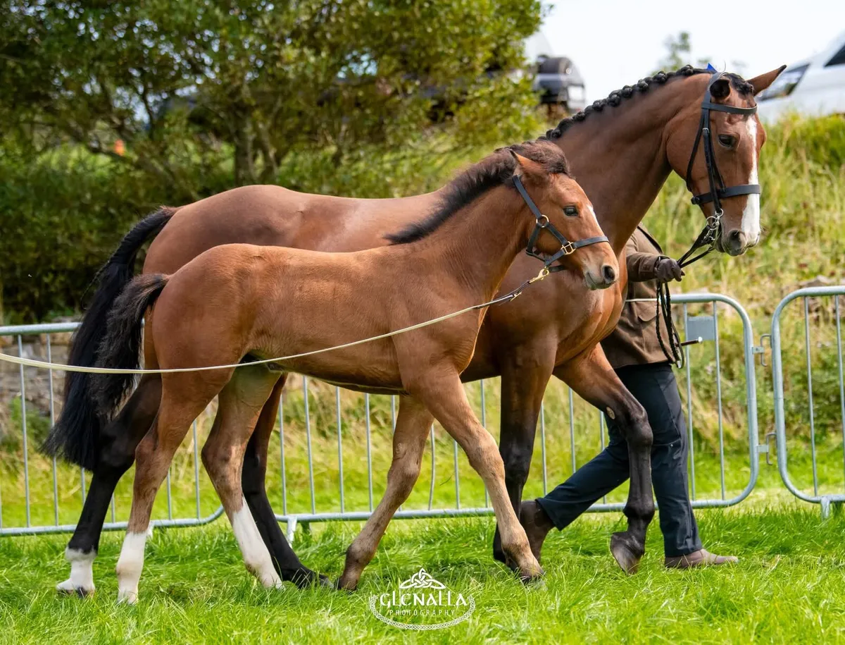 Gortfree Lakeside Lad Filly Foal - Image 3