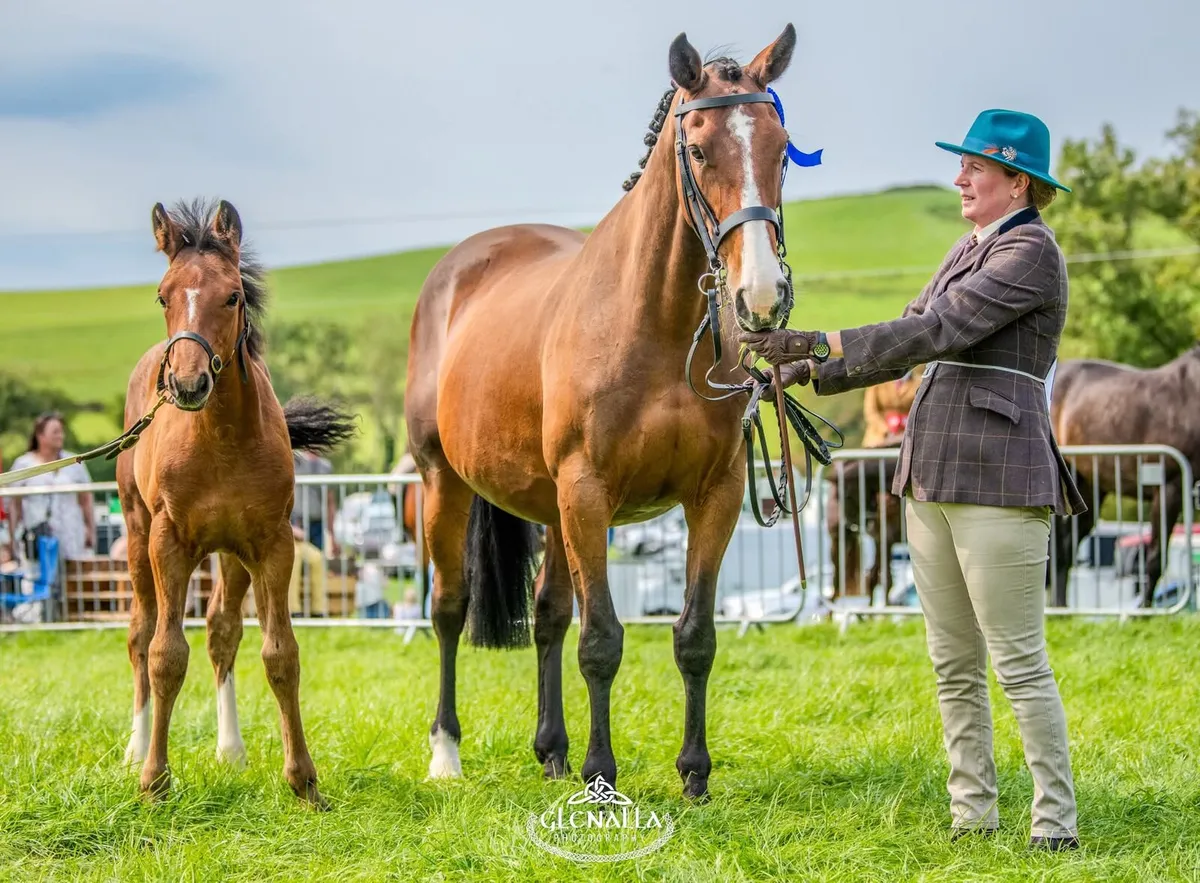 Gortfree Lakeside Lad Filly Foal - Image 4