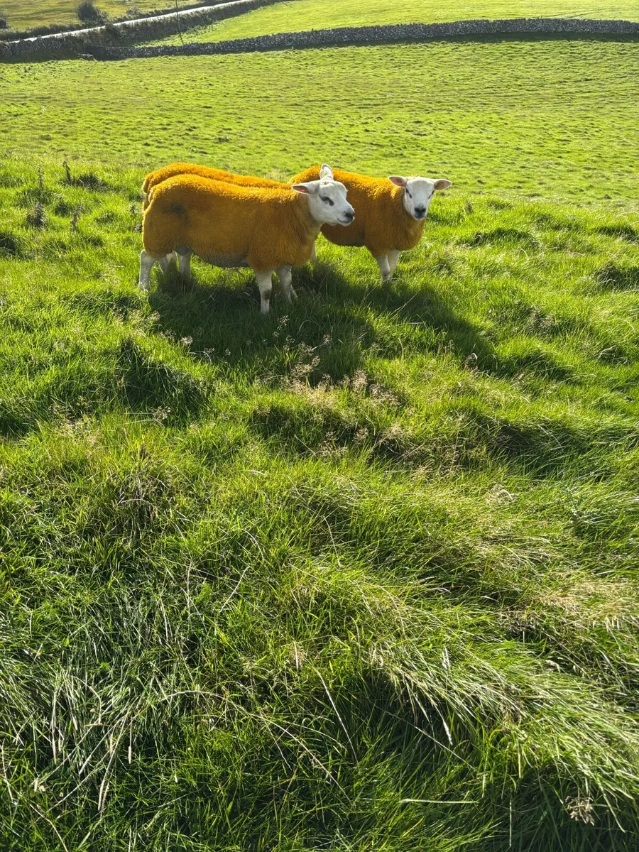 ⭐️Pedigree Texel Rams SIS Approved ⭐️ - Image 2