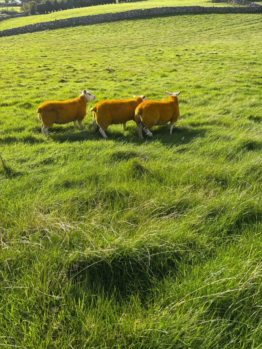 ⭐️Pedigree Texel Rams SIS Approved ⭐️ - Image 4