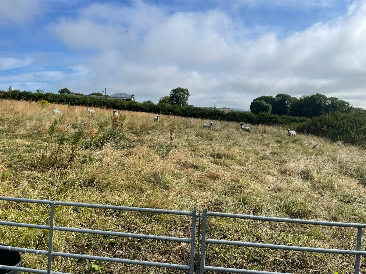 Wanted 1 to 5 hectares to rent for sheep