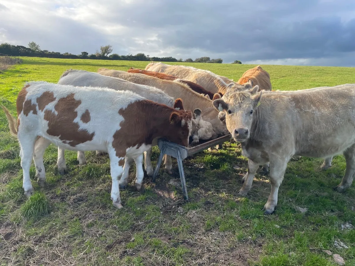 Macroom Mart 20th Sept Suckler Sale - Image 2
