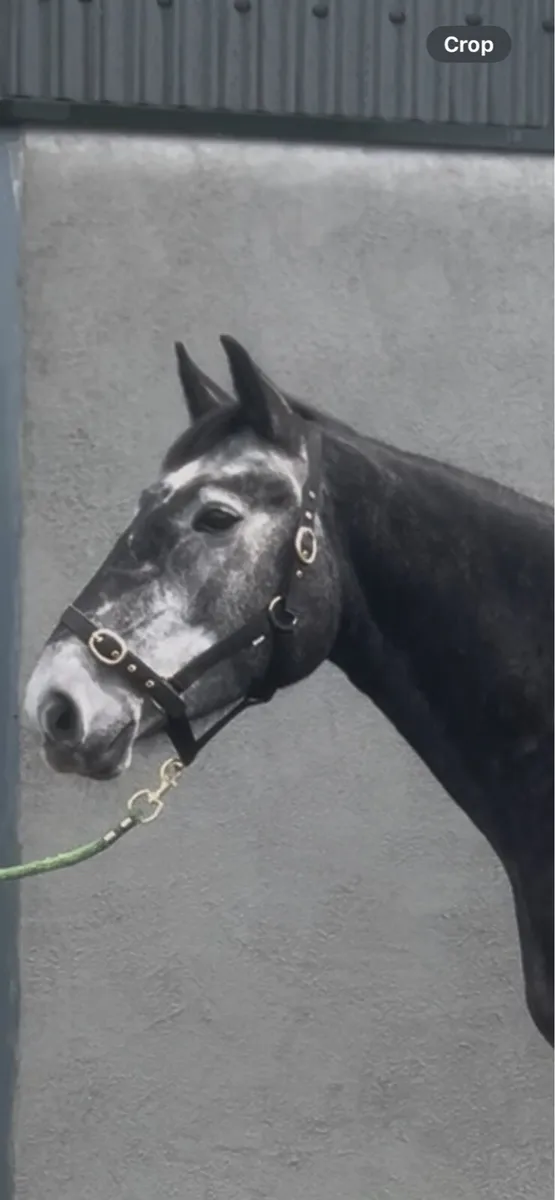 Potential Allrounder - Image 3