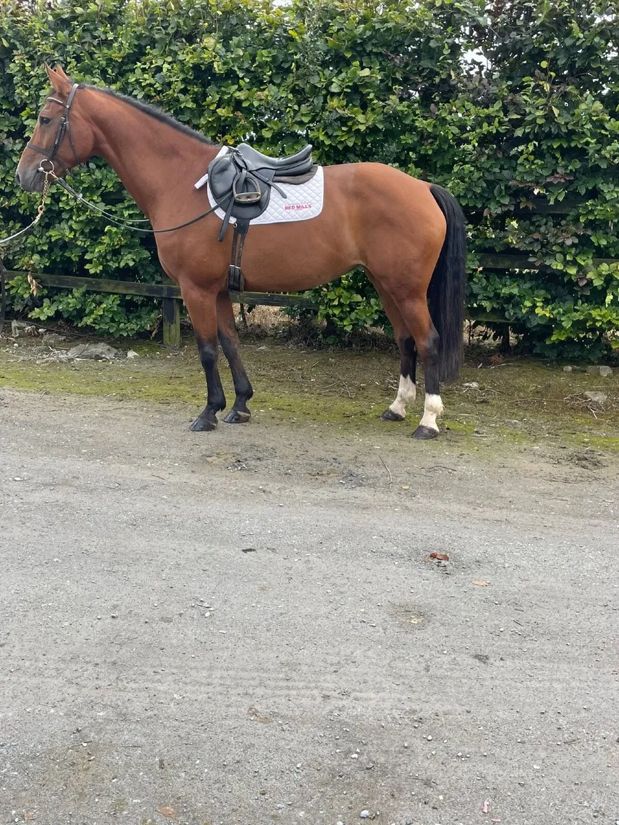 Beautiful riding mare - Image 1