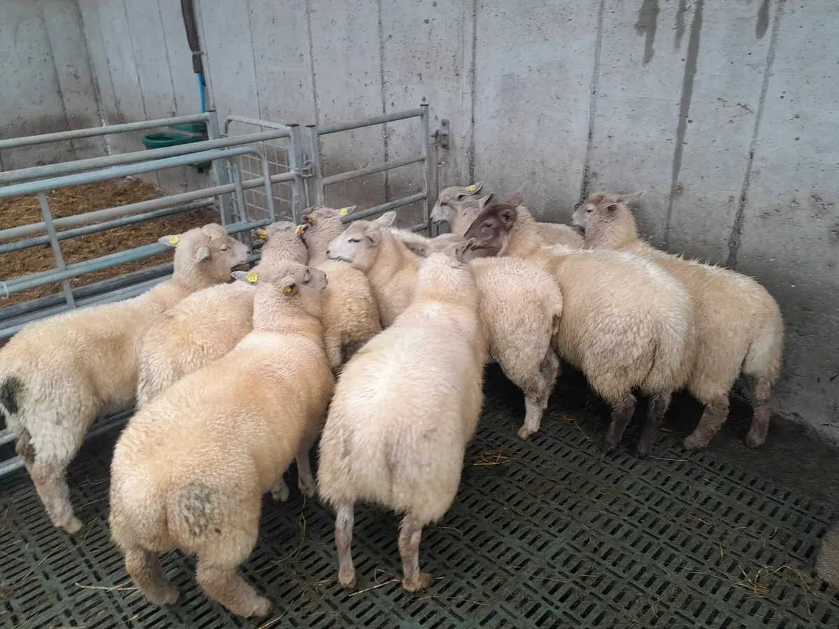 Lambs - Image 1